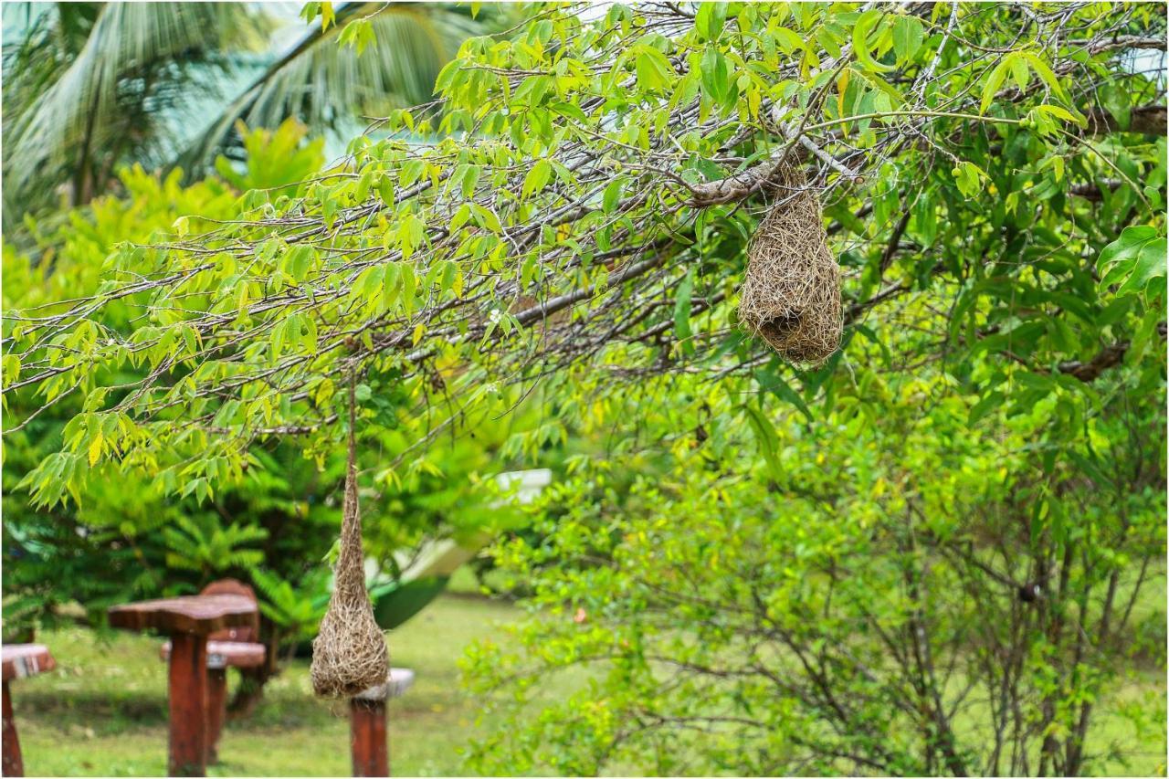 Yala Peace Cottages Tissamaharama Exteriör bild