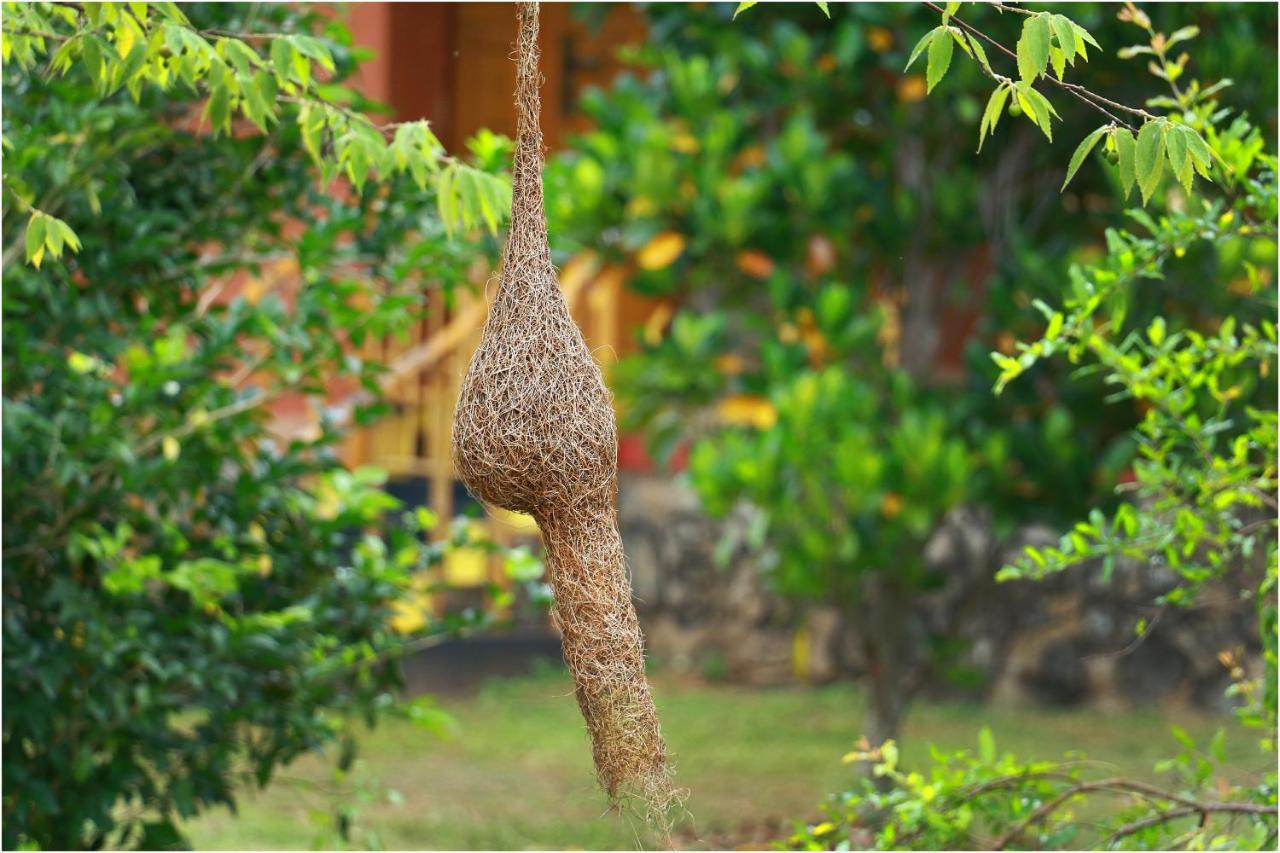 Yala Peace Cottages Tissamaharama Exteriör bild